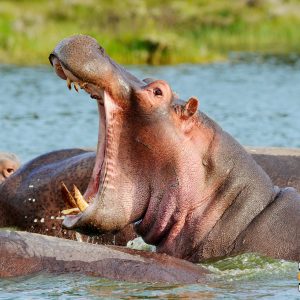 Hippopotamus with open mouth  in Water
