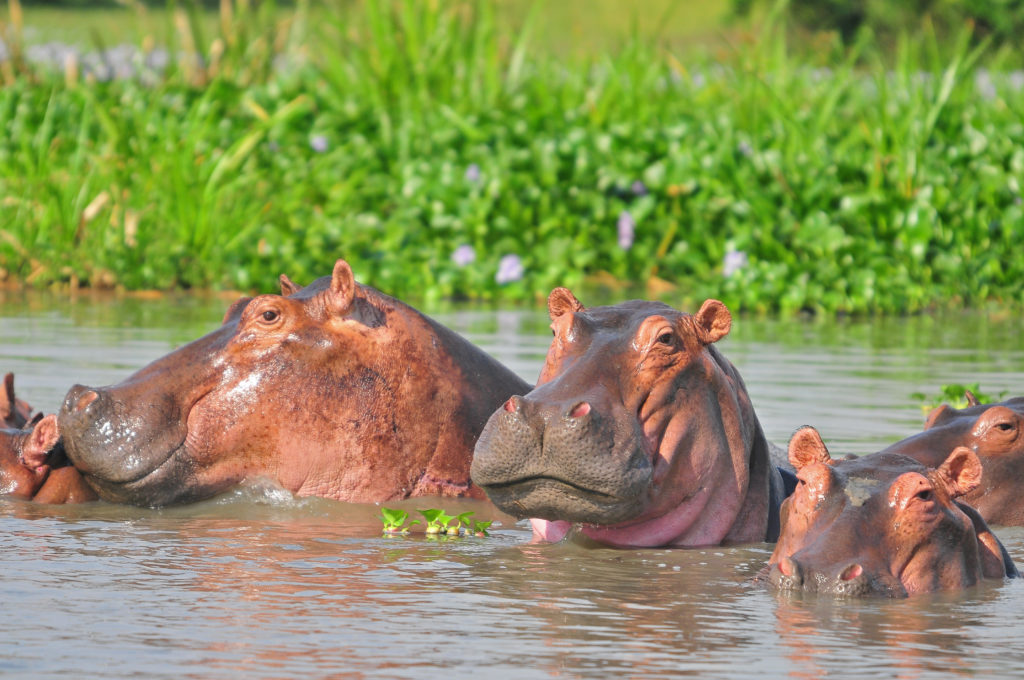 hippos-in-sumuliki-national-park-1024×680